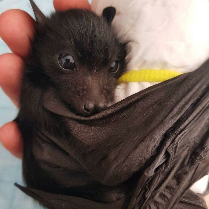 Adorable Fruit Bat!