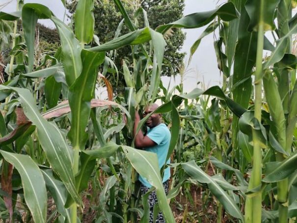 ‘Cabbage Bandit’ Faces Jail Time For Planting Crops In His Front Yard ‘Cabbage Bandit’ Faces Jail Time For Planting Crops In His Front Yard