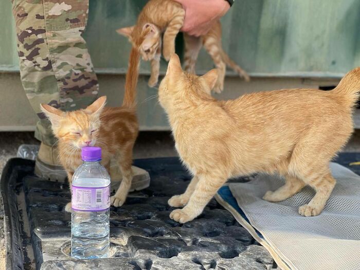 Sergeant Whiskers: A Cat With Two Kittens That Comforted Soldiers While They Were On Tour Sergeant Whiskers: A Cat With Two Kittens That Comforted Soldiers While They Were On Tour