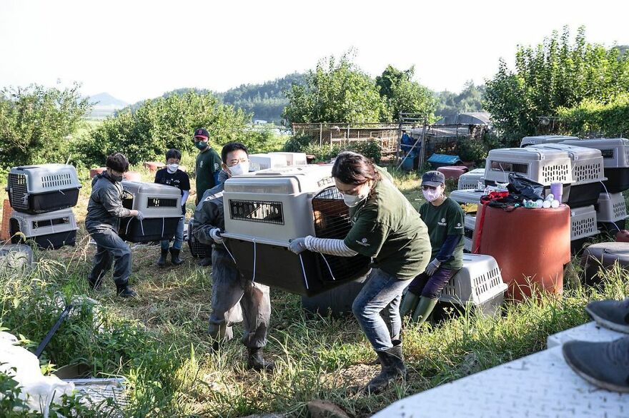 Dogs Experience Care And Love For The First Time After Being Saved From A Meat Farm Dogs Experience Care And Love For The First Time After Being Saved From A Meat Farm