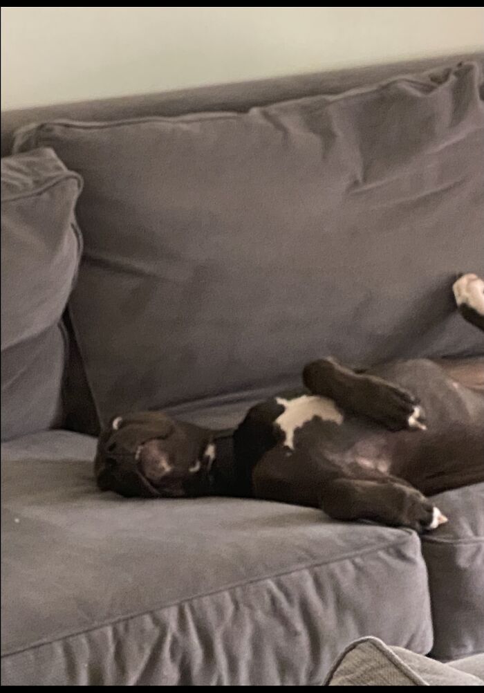 My Dog Being A Weirdo!