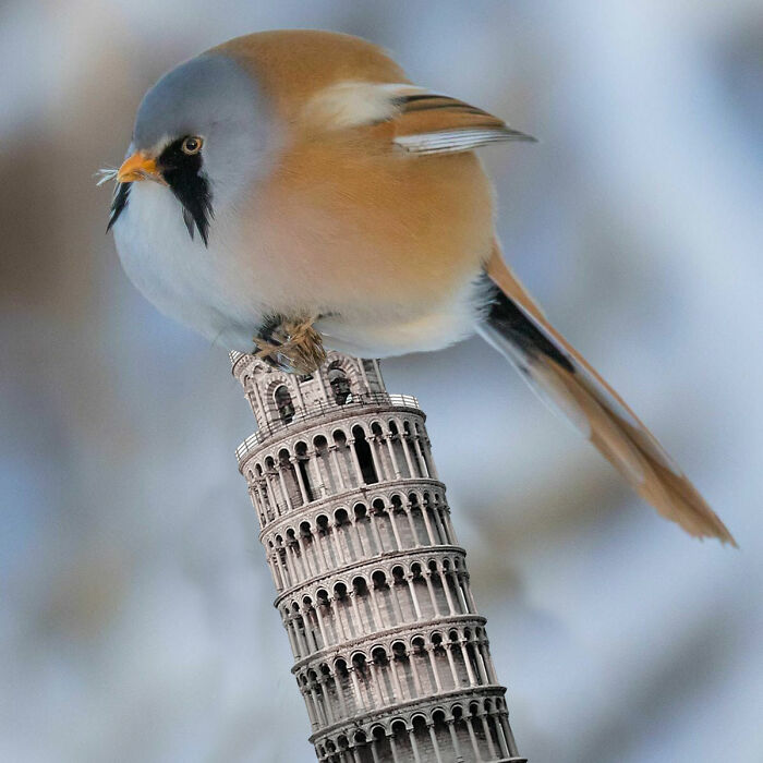 Birb On A Tower Of Pisa