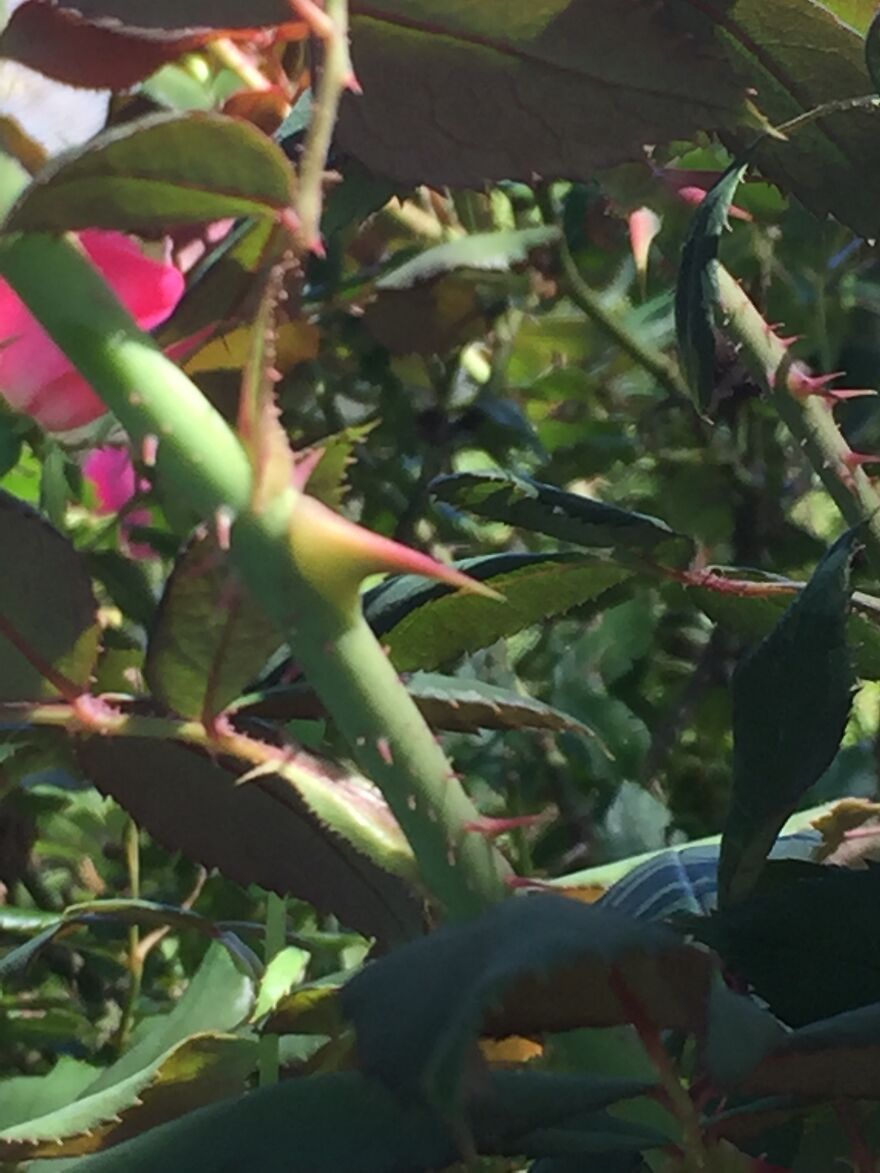 32 Ish Photos I Took Of Stuff In My Backyard This Afternoon