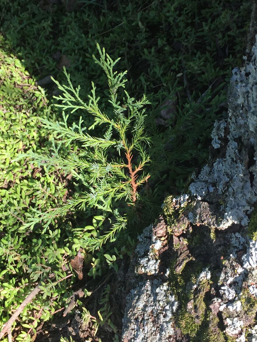 32 Ish Photos I Took Of Stuff In My Backyard This Afternoon