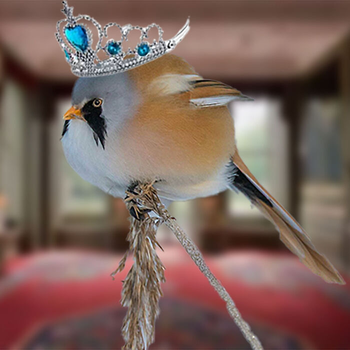 King Bird!