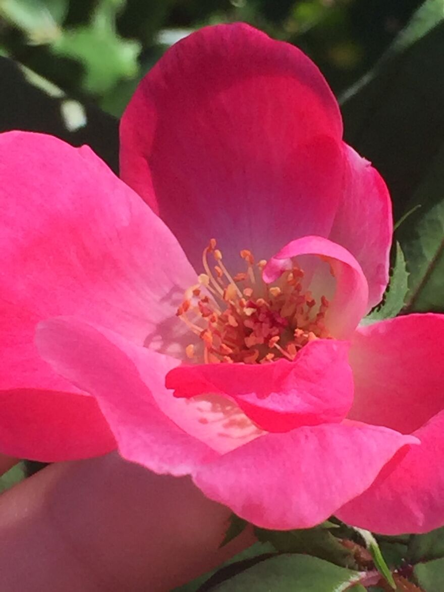 32 Ish Photos I Took Of Stuff In My Backyard This Afternoon