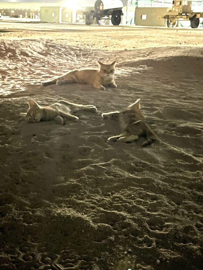 Sergeant Whiskers: A Cat With Two Kittens That Comforted Soldiers While They Were On Tour Sergeant Whiskers: A Cat With Two Kittens That Comforted Soldiers While They Were On Tour