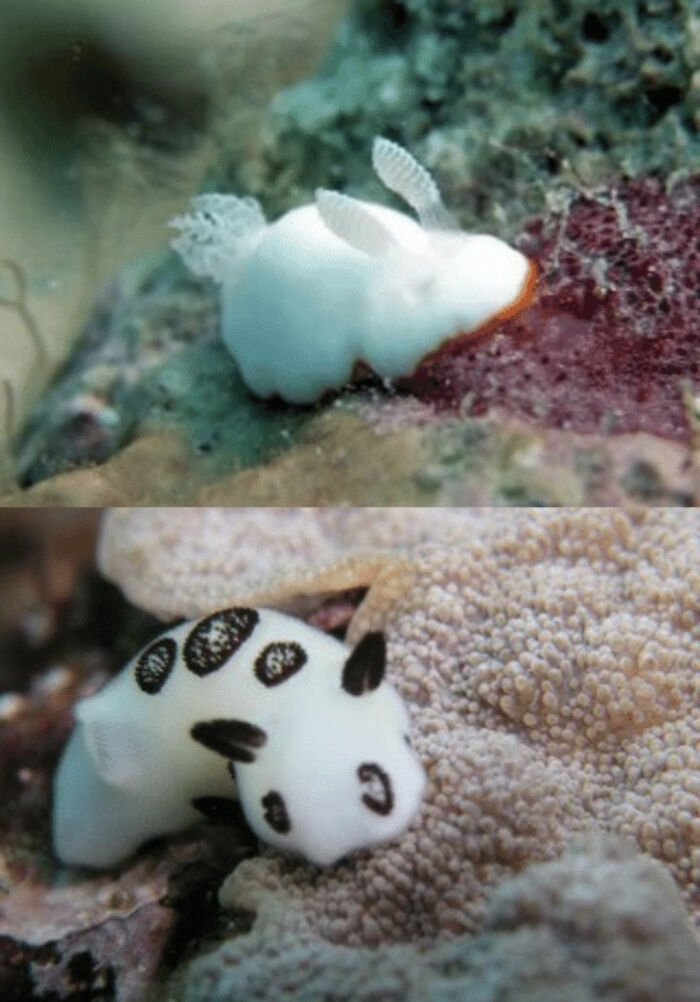 Not My Picture But These Sea Creatures Make Me So Happy, They’re Called Sea Bunnies And Look Like Tiny Rabbits! 😍