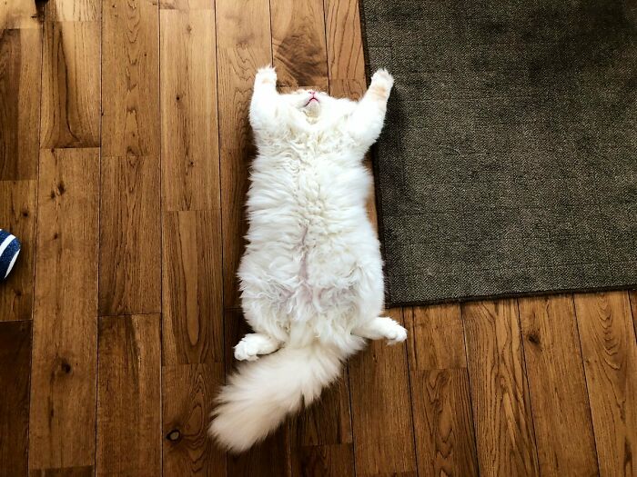 Just To Be Clear, This Is A Cat