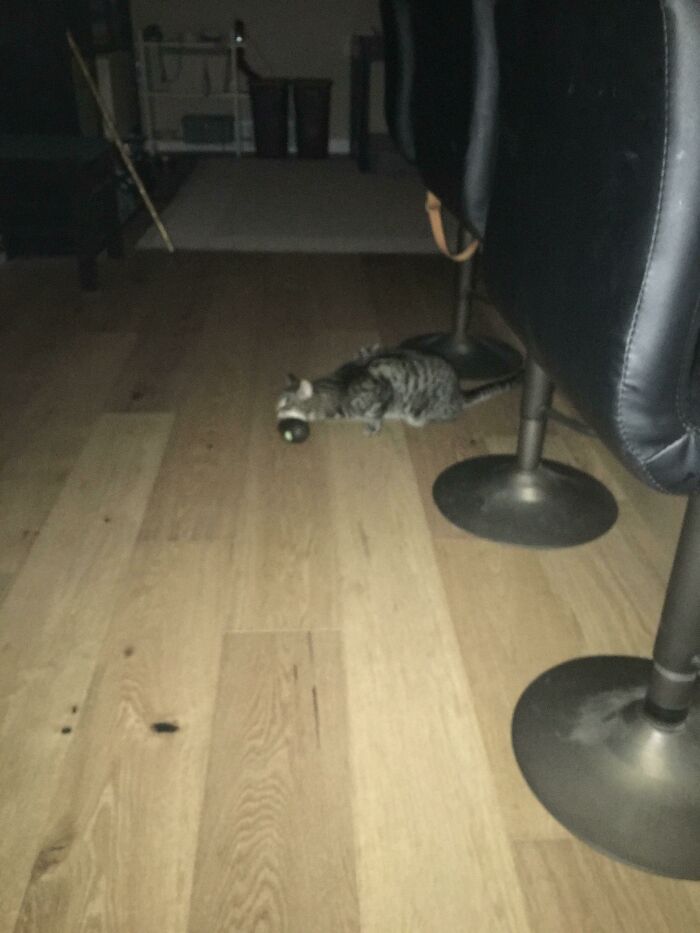 My Cat Eating A Whole Ass Avocado At 1:30 Am