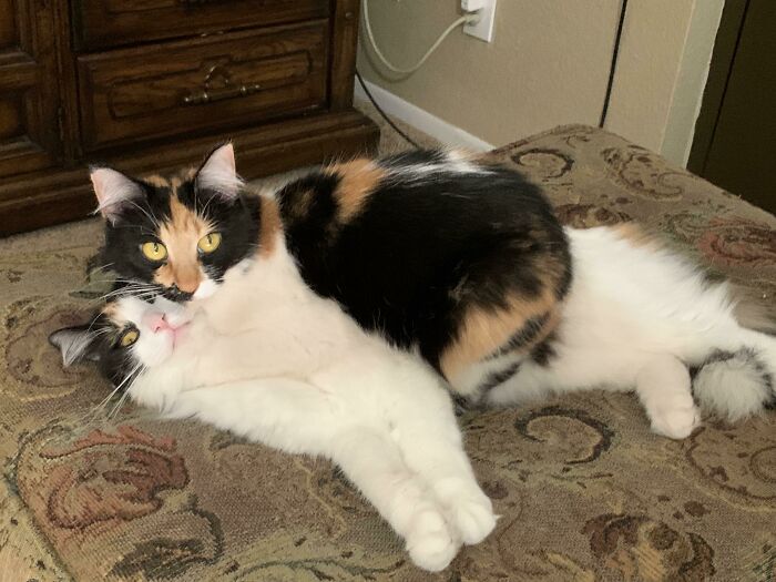 My Cat Seems To Have A Growth On It. Is It Benign?