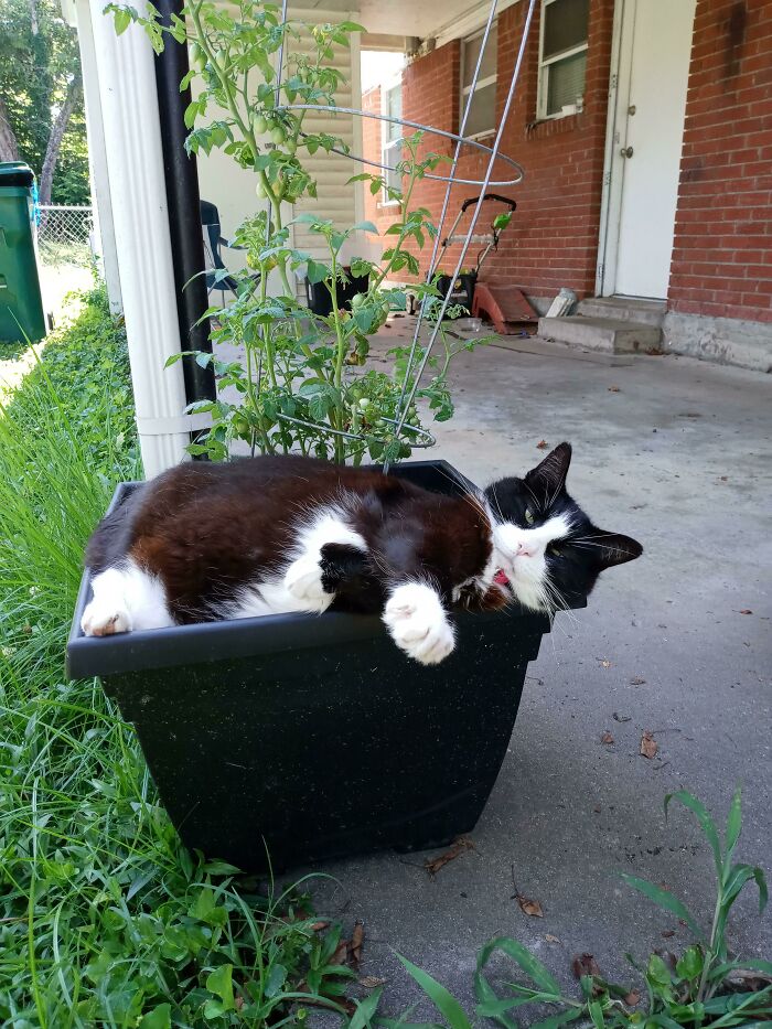 Not A Tomato, Not A Cat, A Tocateto