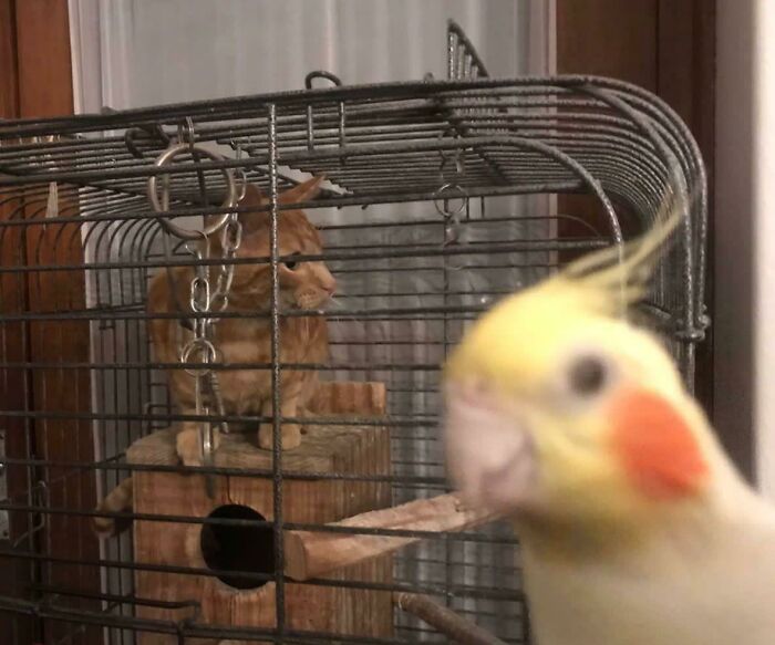 Oh How The Turntables