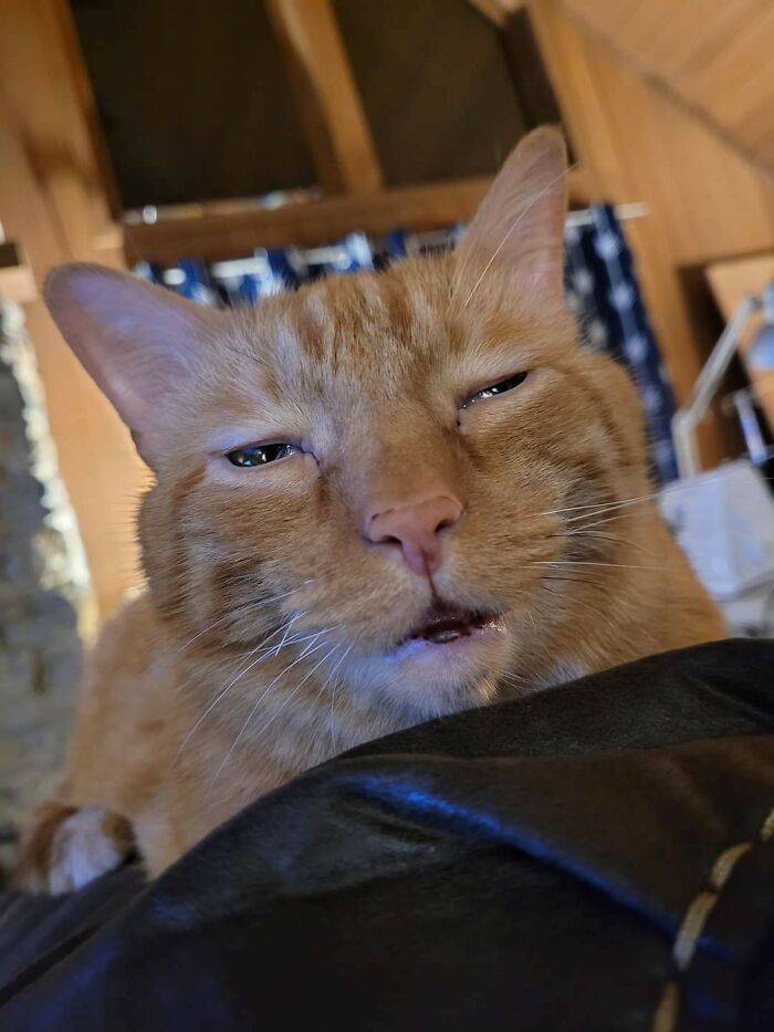 Someone Hit The Catnip Hard