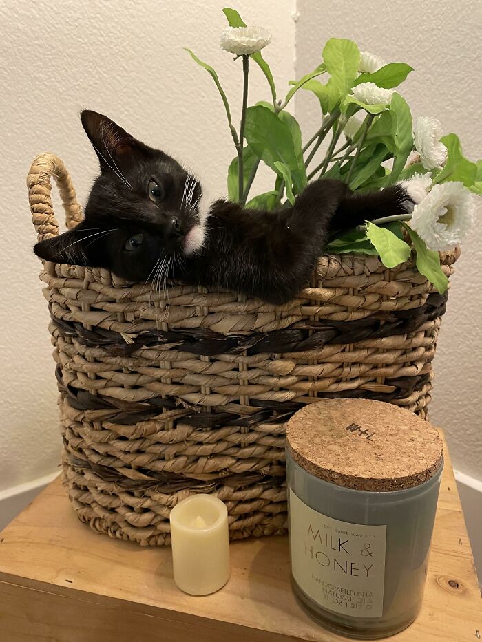 I Think My Foster Kitten Is Trying To Seduce Me?? Help