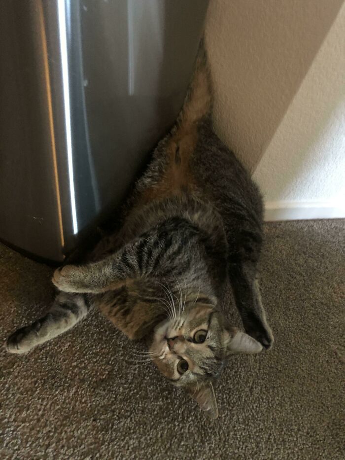 Anyone Know What The Warranty Is On These Things? Pretty Sure Mine Is Malfunctioning