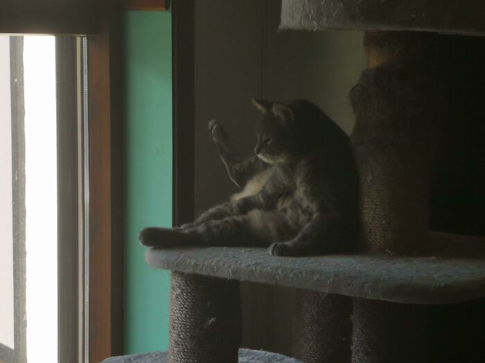 He Forgets He's Cleaning Himself And Has An Existential Crisis At Least Once A Day