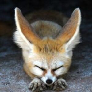 persimmon_lover avatar