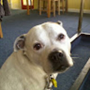 spikematthews avatar