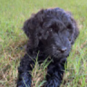 kaylieanderson avatar