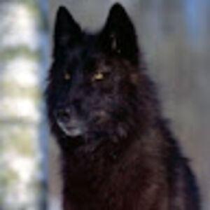 anonymousperson_5 avatar