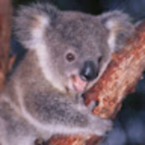 samyuktkaushik avatar