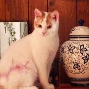 catwomansheridb avatar