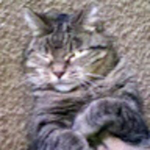 annadonaldson avatar