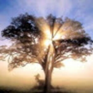 jacksonbarnett avatar