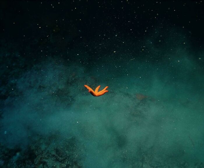 The Starfish Nebula