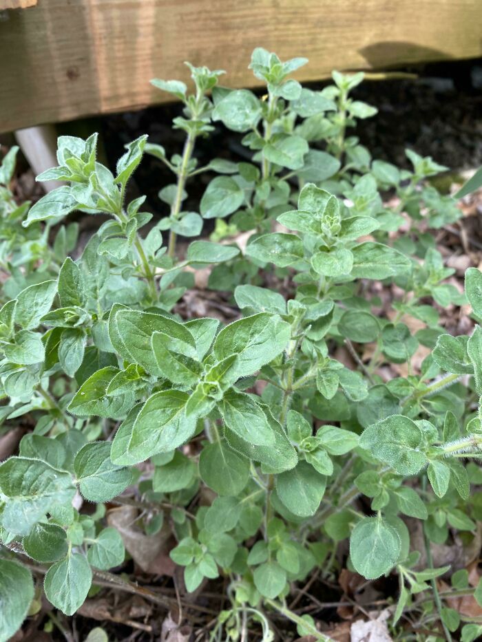 Oregano - Mom Got A Piece Of An Oregano Plant From Her Aunt When I Was A Kid. She Transplanted Some To One House, Then Another And Another, Then To My Place, And Again When I Moved. We Have Never Purchased Oregano In My Entire Life. It Even Pops Up In The Lawn, Makes Grass Cutting Smell Nice