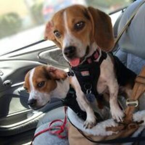 junodiventura avatar