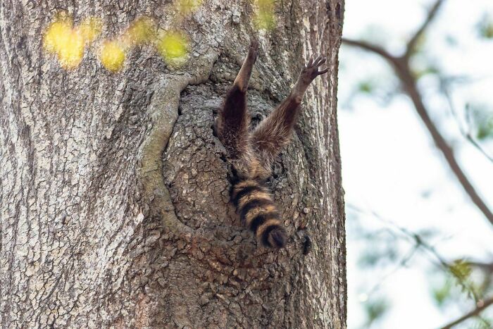 Un mapache atascado en un árbol