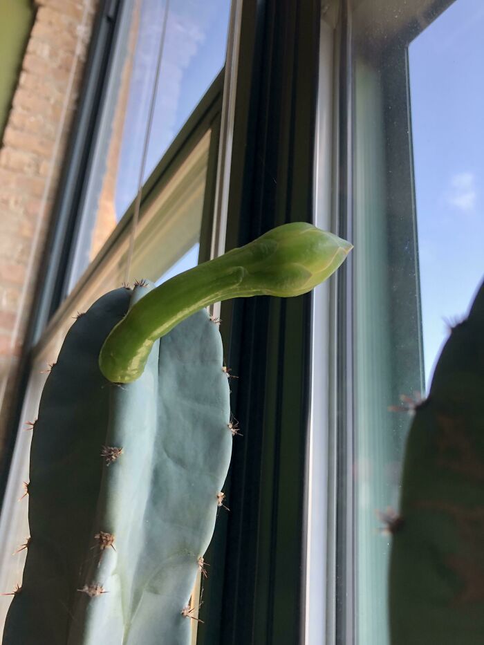 Waited Five Years For This Cactus To Bloom. Leaving For A Five-Day Trip, I Noticed This