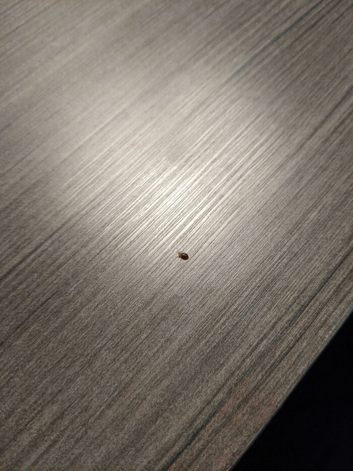 Found A Bed Bug In The Hotel We're Staying At
