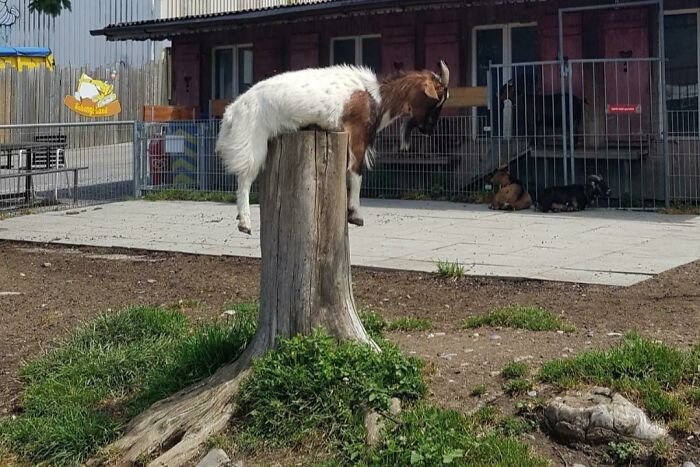 This Goat Stuck On A Trunk