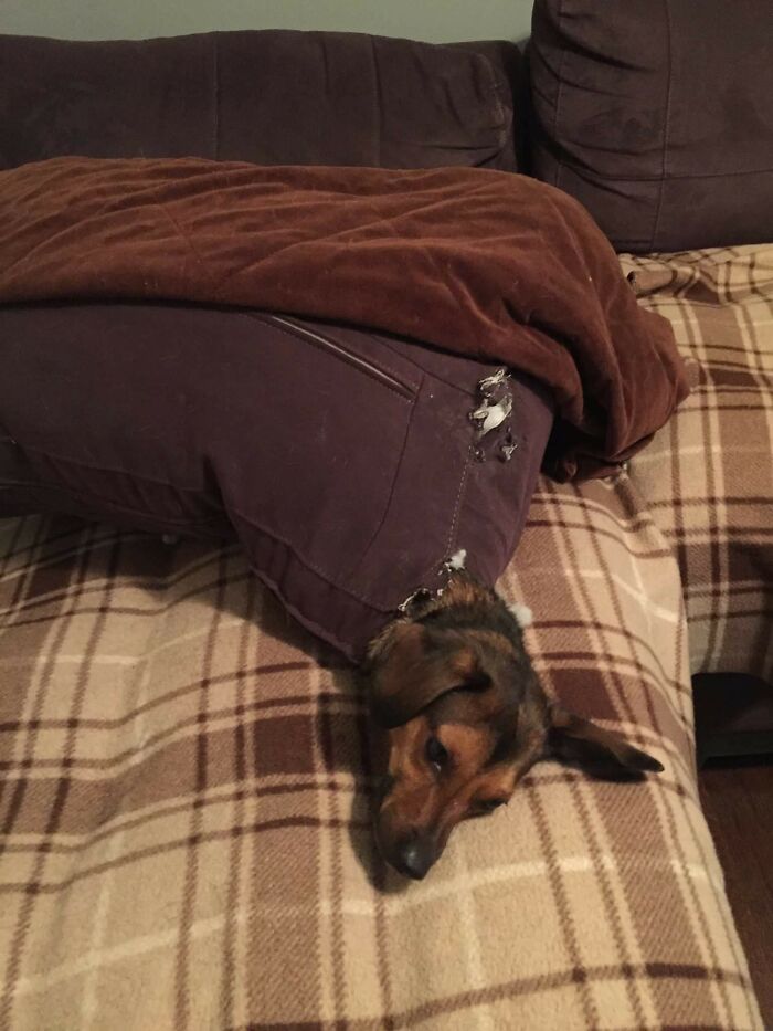 My Cousin Woke Up From His Dog Whining, Find Him Stuck In A Pillow