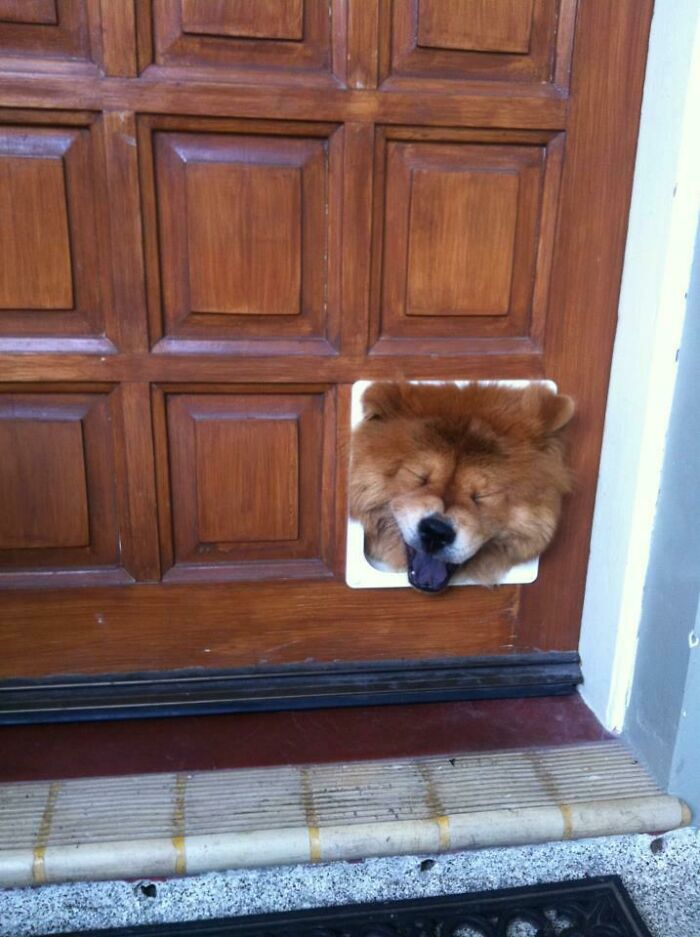 Friend Came Home To His Dogs Giant Head Stuck In The Cat Flap