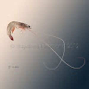 haydenhammond avatar