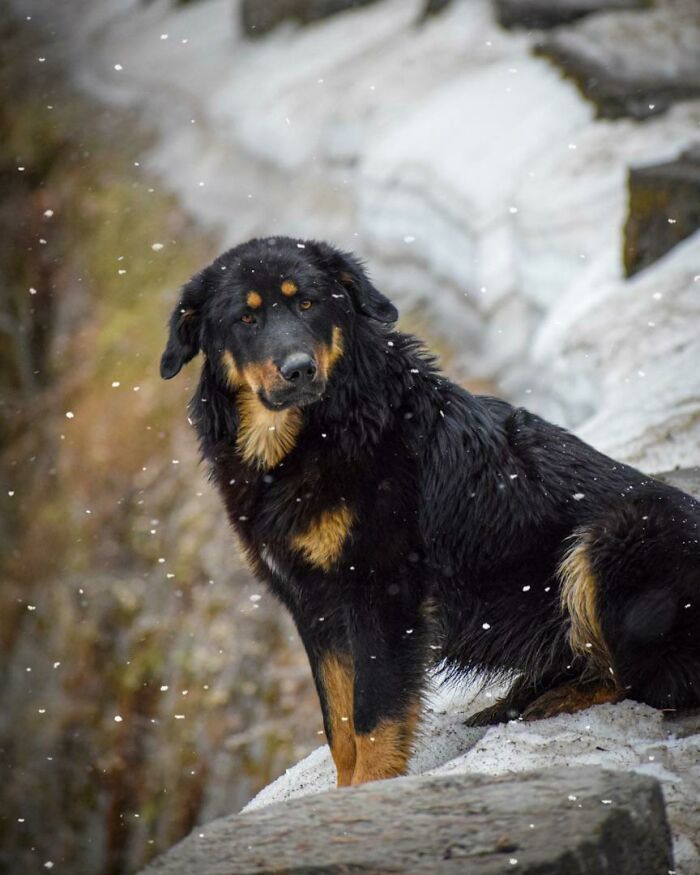 Himalayan Sheepdog