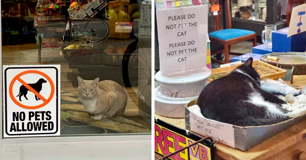 40 Cute Photos Of Bodega Cats That Feel Like Masters Of The Shops (New
