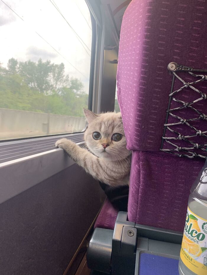 Train On My Way Back Home Got Delayed But I Was Blessed By This Cute Little Guy Paying Me Attention