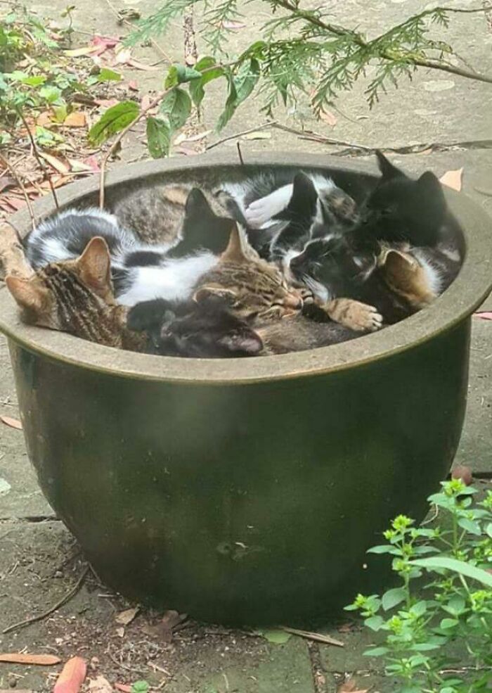My Friends Grandad Feeds The Local Strays, This Is What He Woke Up To Today