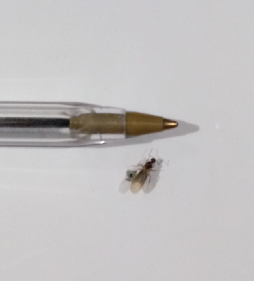 I Made The World’s Smallest Painting (17 Pics)