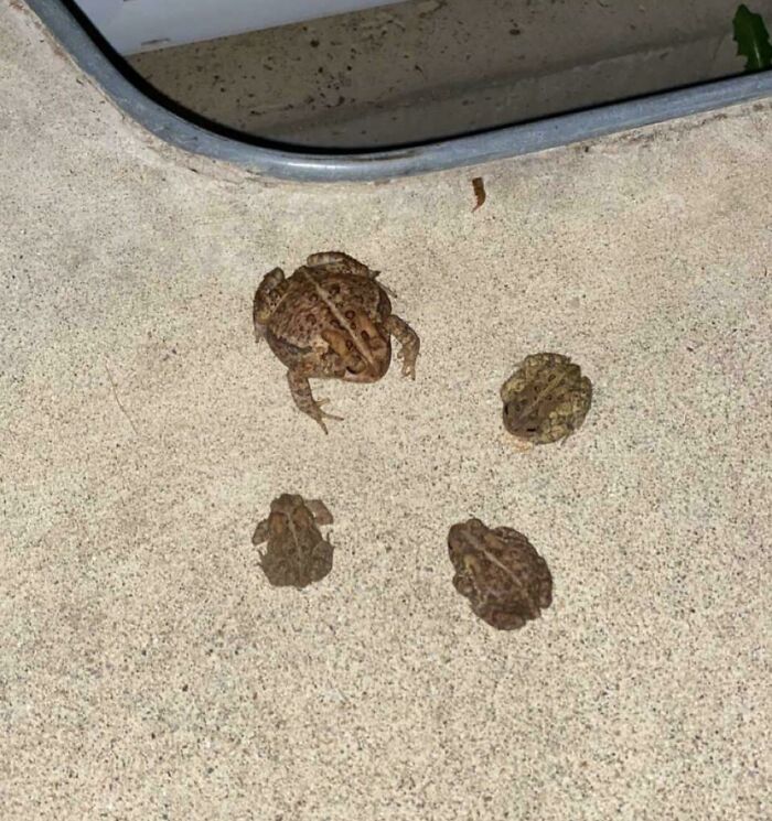 I Think I Interrupted A Meeting Last Night On The Patio