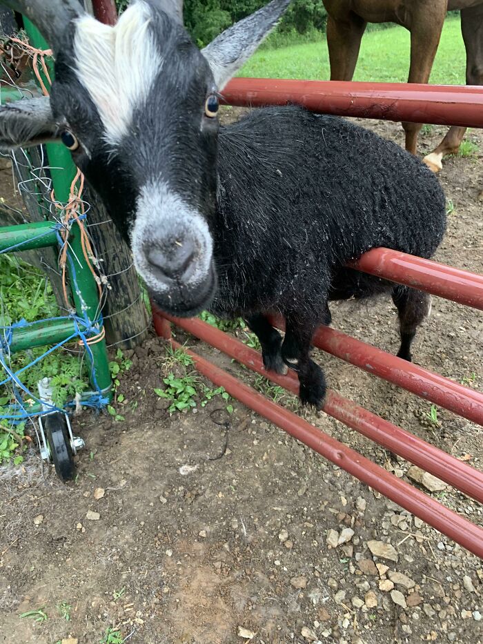 Our Goat Somehow Managed To Get Himself Stuck In The Gate The Other Day