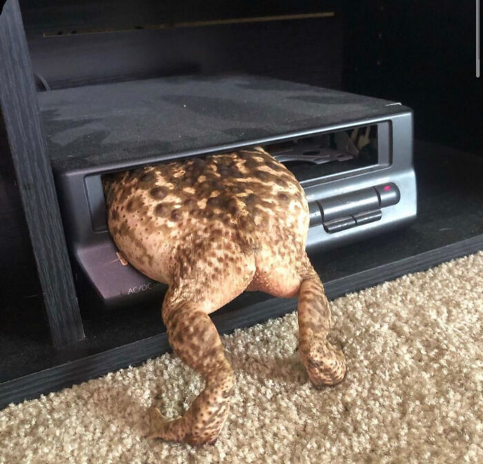Reptilian Stuck In DVD Player