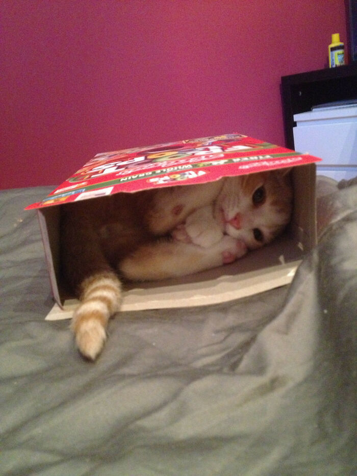 I Dont Know How, But He Somehow Got Himself Stuck In A Froot Loops Cereal Box
