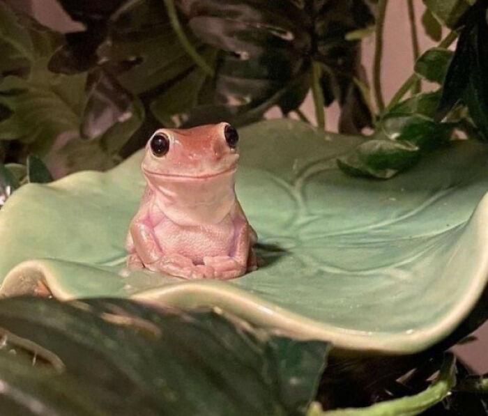This Frog Has Made My Day