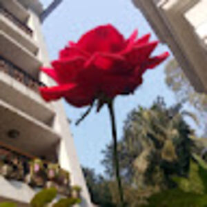 suhailahzahur avatar